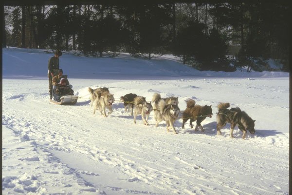 230055 Dog Sled On Anticosti Island, Quebec A4 Photo Print