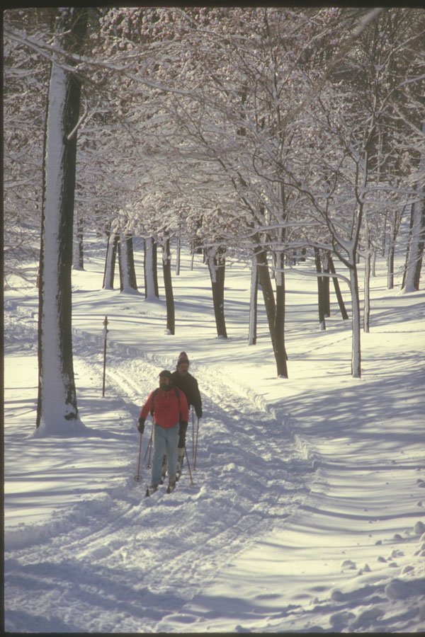 230069 Cross country Skiers On Mount Royal, Quebec A4 Photo Print