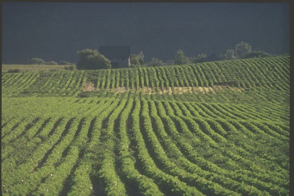 230081 Rural Cultivated Fields, New Brunswick A4 Photo Print