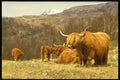231050 Highland Cattle, Glen Dochart, Pertshire A4 Photo Print