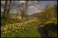 231067 Spring Daffodils, Borders, Peebles A4 Photo Print