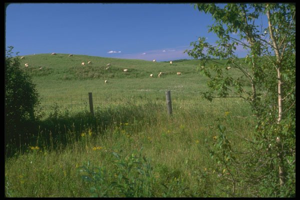 232054 Sheep Grazing Near St. Henri De Taillon, Lac St. Jean A4 Photo Print