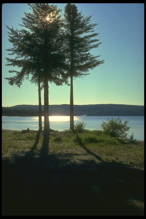 232082 Conifer Trees Beside Lac Normand, Parc St. Mauricie A4 Photo Print