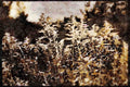 232085 Golden Rod, Parc Nationale De La Mauricie A4 Limited Edition Watercolour Print