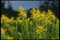 232085 Golden Rod, Parc Nationale De La Mauricie A4 Photo Print