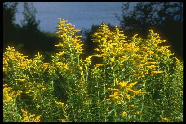 232085 Golden Rod, Parc Nationale De La Mauricie A4 Photo Print