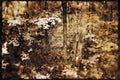 232091 Maple Forest, St. Bruno A4 Limited Edition Watercolour Print