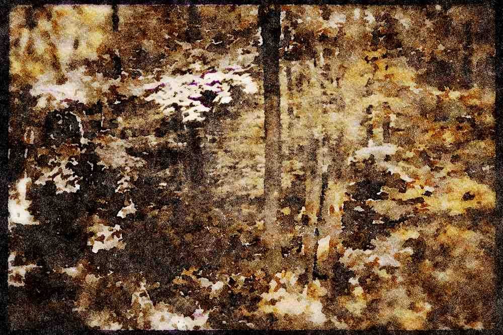 232091 Maple Forest, St. Bruno A4 Limited Edition Watercolour Print