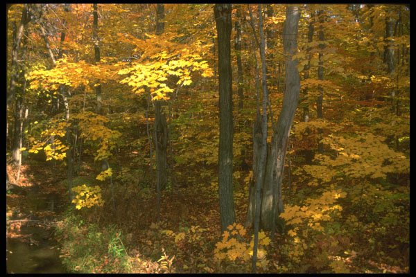 232091 Maple Forest, St. Bruno A4 Photo Print