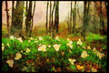 232092 White Trillium A4 Limited Edition Watercolour Print