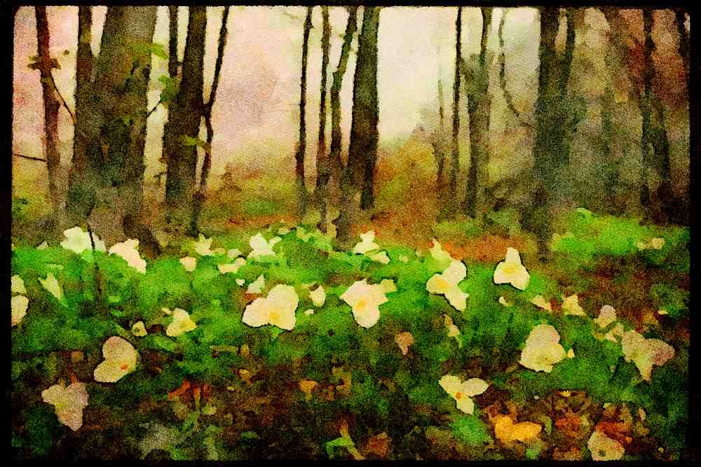 232092 White Trillium A4 Limited Edition Watercolour Print