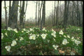 232092 White Trillium A4 Photo Print