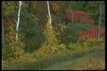 232094 Fall Colors, Mt. Royal, Montreal A4 Photo Print