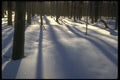 232097 Woodland, Winter A4 Photo Print
