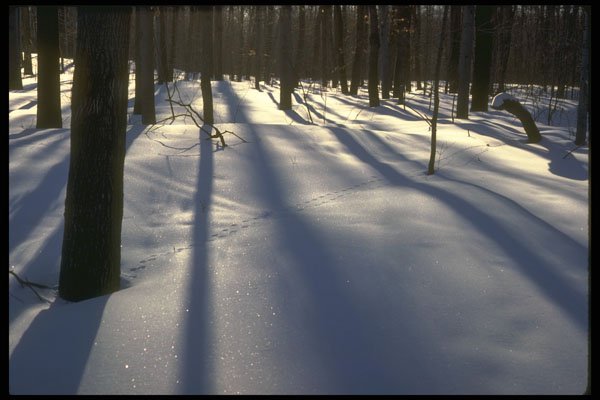 232097 Woodland, Winter A4 Photo Print