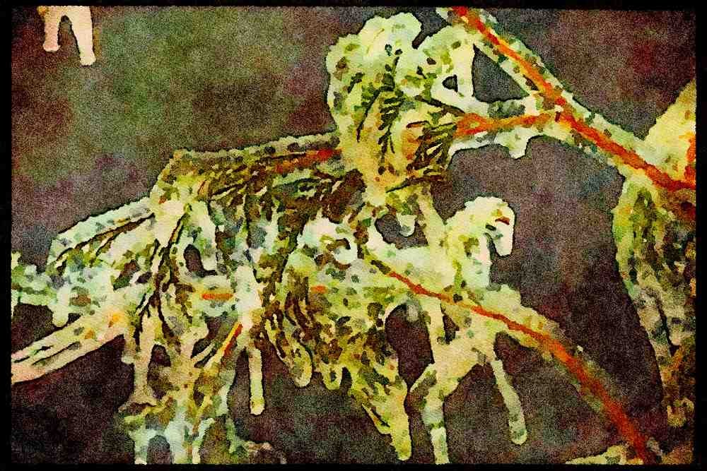 232099 Eastern White Cedar In Ice, Winter A4 Limited Edition Watercolour Print