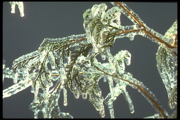 232099 Eastern White Cedar In Ice, Winter A4 Photo Print