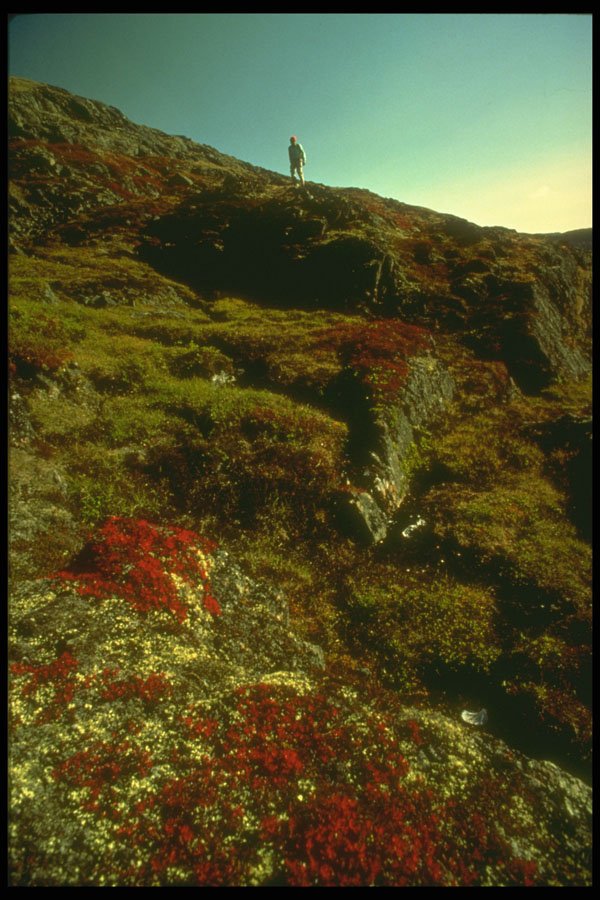 233035 Tundra Colors, Baffin Island A4 Photo Print