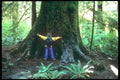 233053 Giant Spruce, Vancouver Island A4 Photo Print