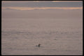 233073 Kayaker, Arctic Ocean A4 Photo Print