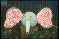 234016 Baby Elephant A4 Photo Print