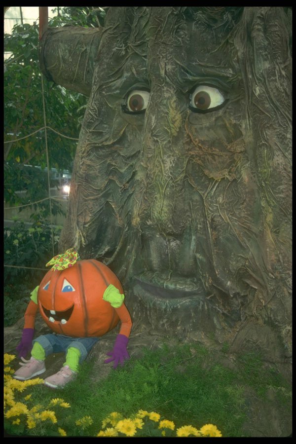 234026 Secret Pumpkin Forest A4 Photo Print