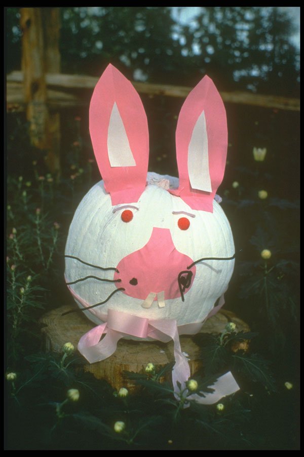 234041 Bunny A4 Photo Print