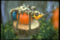234045 Leopard Spider A4 Photo Print