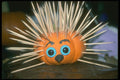 234068 Porcupine A4 Photo Print