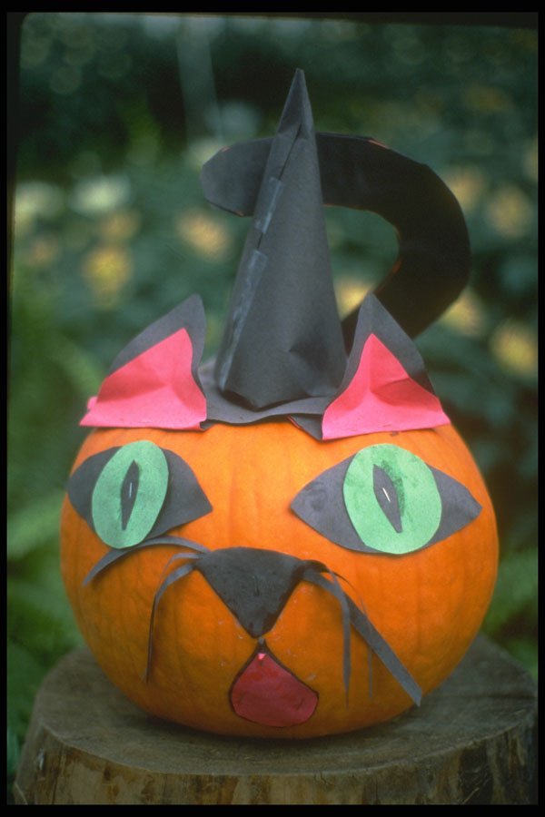 234083 Kitten A4 Photo Print