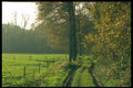 235064 Autumn Scene In National Park Drunense Duinen A4 Photo Print