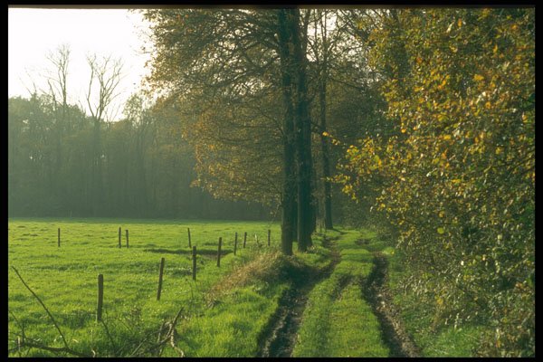 235064 Autumn Scene In National Park Drunense Duinen A4 Photo Print