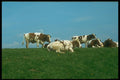 235085 Cows On A Dike A4 Photo Print
