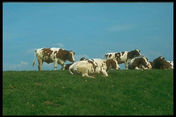 235085 Cows On A Dike A4 Photo Print