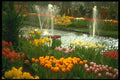 235094 Flower Exposition, Spring Bulbs Show A4 Photo Print