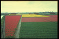 235099 Field Of Tulips A4 Photo Print