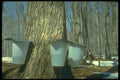 236005 Maple Tree Tapped For Maple Syrup A4 Photo Print