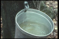 236006 Sap Bucket A4 Photo Print
