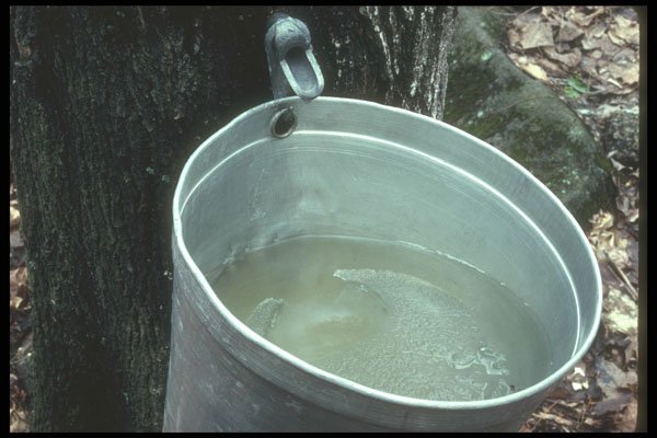 236006 Sap Bucket A4 Photo Print
