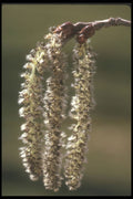 236009 Catkins Of The Aspen A4 Photo Print