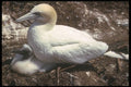 236013 Gannet And Young A4 Photo Print