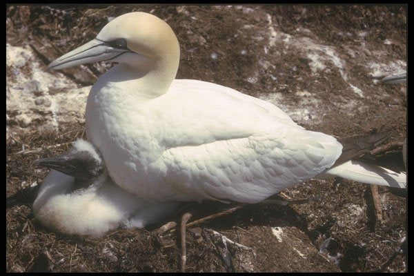 236013 Gannet And Young A4 Photo Print