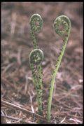 236014 Spinales Wood Fern A4 Photo Print
