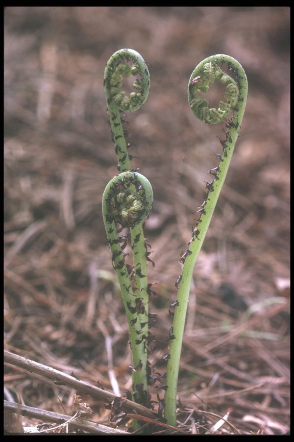 236014 Spinales Wood Fern A4 Photo Print