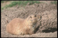 236015 Black tailed Prairie Dog A4 Photo Print