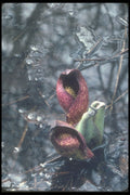236016 Skunk Cabbage In Ice And Water A4 Photo Print