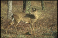236017 White tailed Deer A4 Photo Print