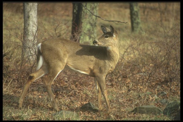 236017 White tailed Deer A4 Photo Print