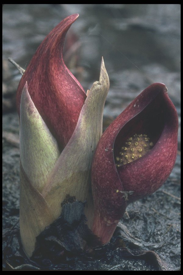 236018 Skunk Cabbage A4 Photo Print