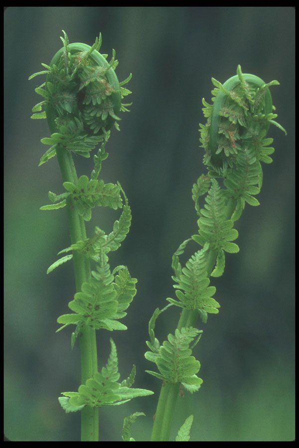 236019 Ostrich Fern A4 Photo Print